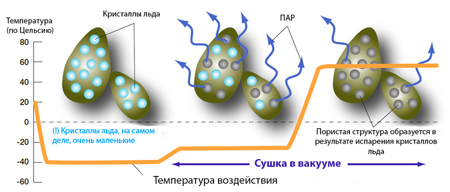 Процесс сублимационной сушки